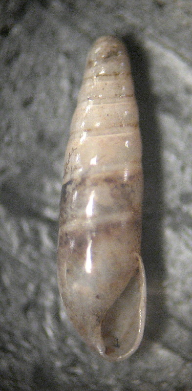 Hypnophila girottii Esu, 1978